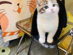 -欣宠猫屋·矮脚拿破仑·蓝金金渐层