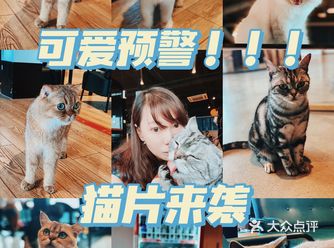 可爱预警！！！跟阿紫一起来享受猫猫的萌之洗礼吧～
