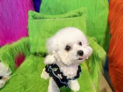 -百好乐宠物友好餐厅(朝外大街店)