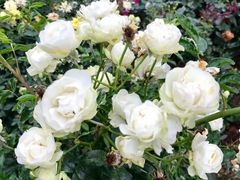 -人民公园(罗湖区)