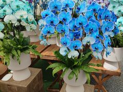 -上海鲜花港