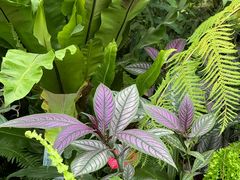 -国家植物园南园