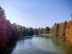 -上海海湾国家森林公园