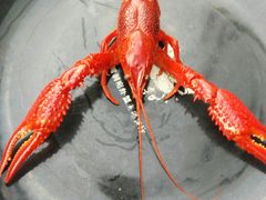 -二钳洞庭虾蟹·江湖菜(成都鹭岛店)