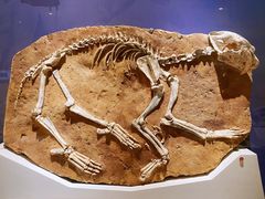 -国家自然博物馆