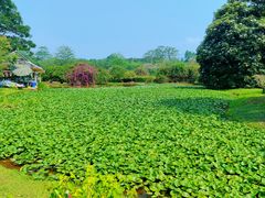 -中国科学院西双版纳热带植物园