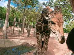 -清迈夜间动物园