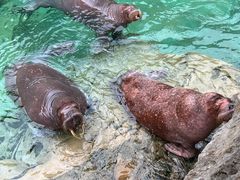 -珠海长隆海洋王国