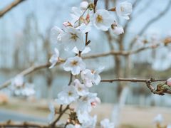 -西北湖绿化广场