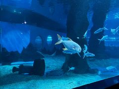 -北戴河圣蓝海洋公园