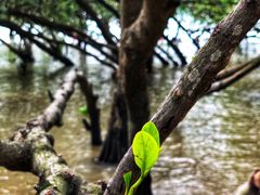 -宝安西湾红树林湿地公园