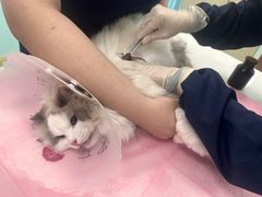 -北京观赏动物医院·24小时大型综合·猫专科·异宠专科