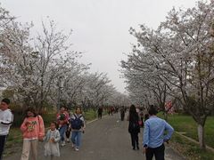 -天王浮山樱花园