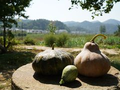 -千年银杏谷文化旅游区