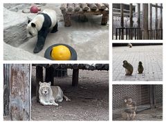 -北京动物园