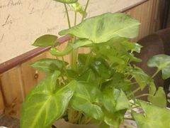 android_upload_pic-隅cafe(傅厚岗店)
