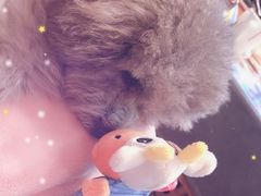 -PETKIT 小佩宠物·低压洗护·美容·寄养(安远店)