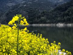-新安江山水画廊风景区