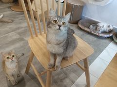 -楼上猫咖(罗湖店)