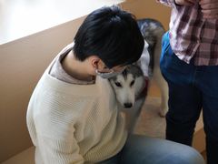 -Husky Go! 哈士奇体验馆·宠物咖啡厅狗咖