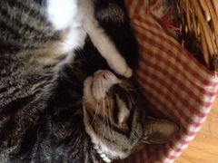 iphone_upload_pic-海边的猫和咖啡馆