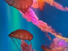 -海合安成都极地海洋公园