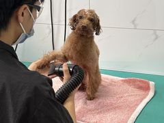 -瑞鹏宠物医院·爱宠堂·骨外专科(西荷分院)