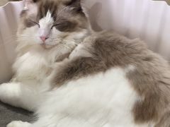 -more than meow吴止猫主题餐厅(承德 中船汇店)