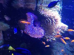 -悉尼海洋生物水族馆