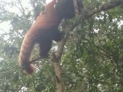 -成都大熊猫繁育研究基地