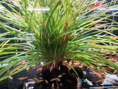 -中环花鸟鱼虫市场