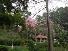 -火炉山森林公园
