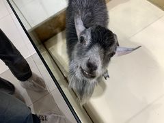 -怪兽屋·羊驼·猫咖·狗咖(俊华广场店)