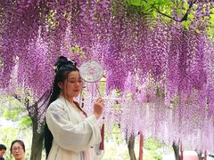 -嘉定紫藤园