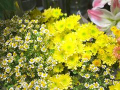 -谷莠子花艺·气球派对·绿植造景·花艺沙龙(金光华广场店)