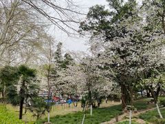 -武汉大学-樱园