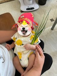 -小博士专业婴儿理发