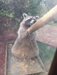 -萌宠亲子动物乐园(槐房万达店)