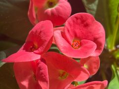 -正味斋锅巴菜(西北角店)