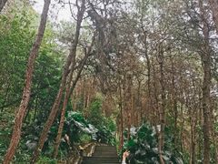 -铁山坪森林公园