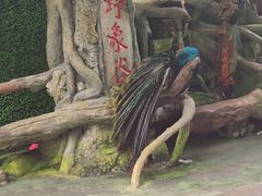 -野象谷景区