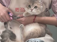 -四月宠物医院·猫专科·心脏专科·内科(转塘店)