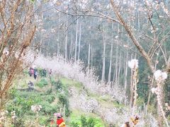 -樱桃山旅游景区