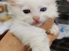 -纳吉亚猫专科动物诊疗中心(蒋宅口分院)
