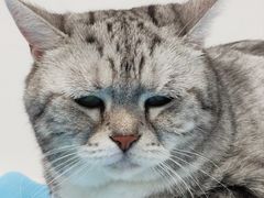 -纳吉亚猫专科动物诊疗中心(蒋宅口分院)