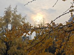 -四川大学(华西校区)