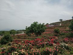 -密云玫瑰情园