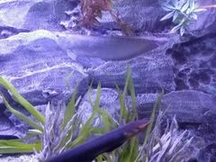 -芜湖新华联大白鲸海洋公园