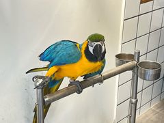 -吉丁鸟咖·异宠·寄养