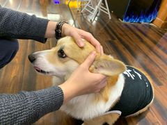 -豆柴町-柴犬主题狗咖(红鼎国际C座店)